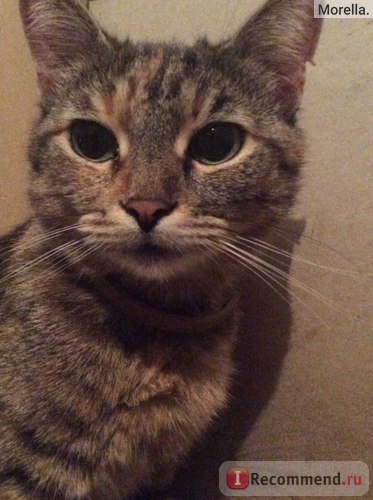 Származás macskák és mesztic - „egy nagy történet egy kislány