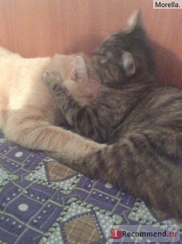 Származás macskák és mesztic - „egy nagy történet egy kislány