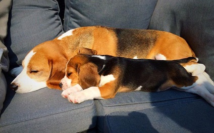 beagle férgek