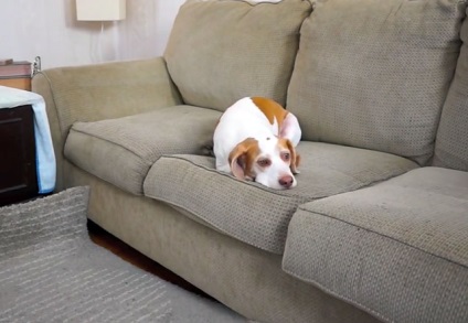 Beagle a lakásban és azon kívül jellemzői a tartalom, fotók és videók