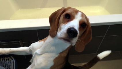 Beagle a lakásban és azon kívül jellemzői a tartalom, fotók és videók