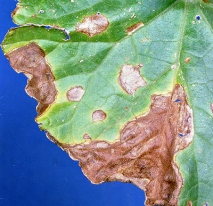 Betegségek és kártevők uborka az üvegházban és megelőzési módszerek elleni fotó