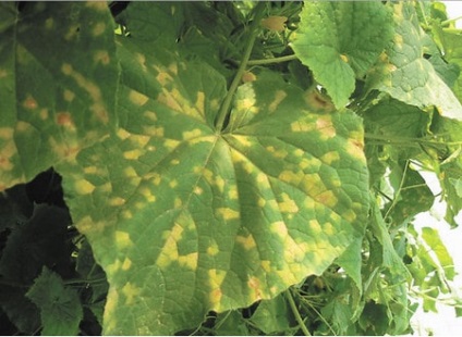 Betegségek és kártevők uborka az üvegházban és megelőzési módszerek elleni fotó