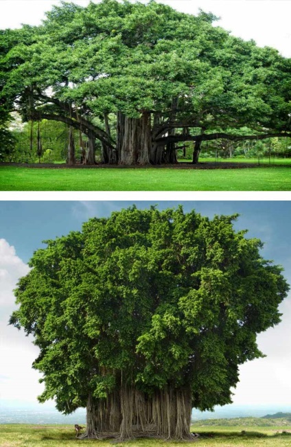 A legszebb fák a világon (sok fotó)