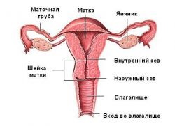 A méhnyak bezárja, ami (a) A méhnyak bezárul, mi ez