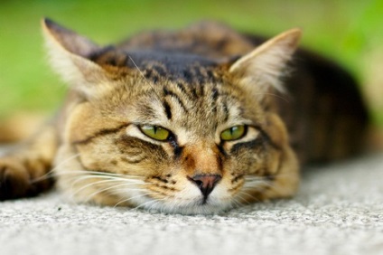 Szopornyica macskák tünetek és kezelési lehetőségek