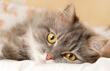 Szopornyica macskák tünetek és kezelési lehetőségek