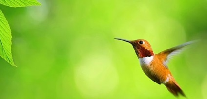 Átutalások a Takarékbank - egy kolibri