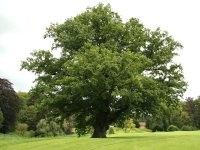 Oak közönséges (anyagok) kocsányos tölgy