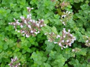 Oregano előnyei és hátrányai (oregánó) Oregano előnyei és hátrányai