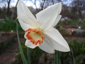 Növény enciklopédia Nárcisz (nárcisz angustifolia) Növény enciklopédia Narcissus
