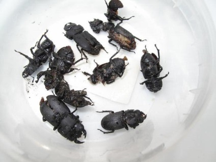 Ha nem volt fekete bogarak a házban, mit kell tenni (a fekete bogarak házában fekete bogarak házában fekete bogarak a házban éjjel megszabadulni éj) Ha nem volt fekete bogarak a házban, mit kell tenni