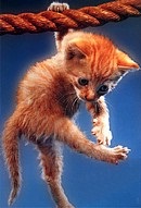 Fotó - Macska a fán (cat) Fotó - Macska a fán