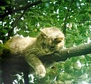 Fotó - macska fa (fotó) Fotó - Macska a fán