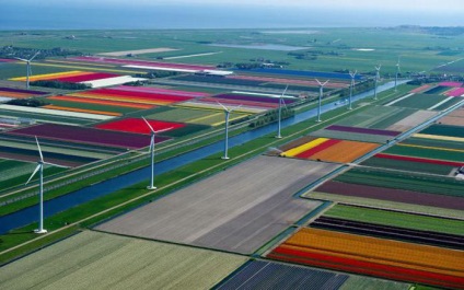 Holland tulipán fotók, fajták, termesztés, ültetés és gondozás
