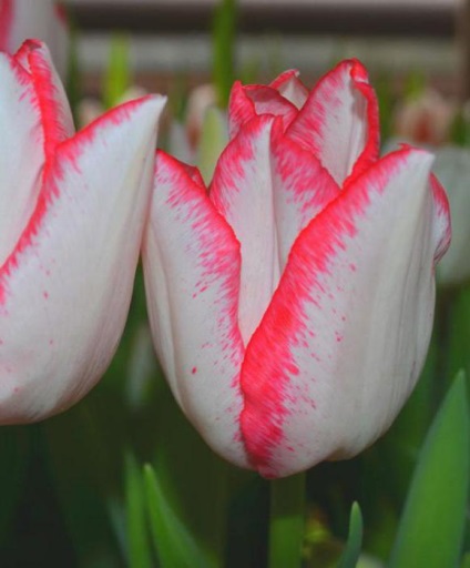Holland tulipán fotók, fajták, termesztés, ültetés és gondozás