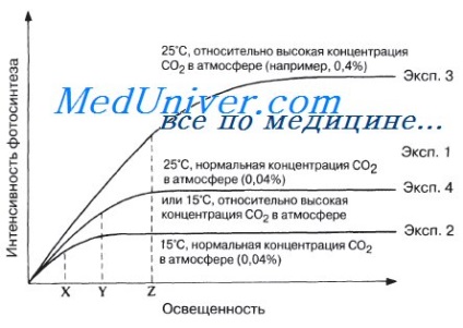 A grafikonok a fotoszintézis