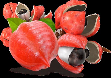 Guarana készítmény, használatra, kárt és ellenjavallatok (ellenjavallatok) Guarana készítmény, használata, kár és ellenjavallatok