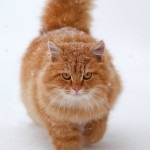 És egy másik 10 tények macska! Kototeka - a legérdekesebb dolog a világon a macskák