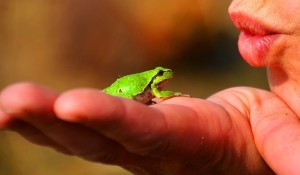 Érdekességek a békák, élet virágai (békák) Érdekességek a békák, élet virágai