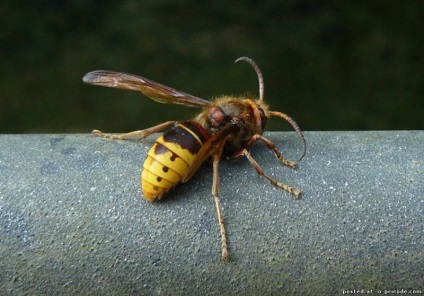 Érdekes tény a Hornets - 20 fotó - kép - képek természetes világ