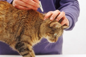 Hogyan lehet megszabadulni a macska bolha az otthoni hatékony eszköze