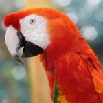 Hogyan állapítható meg, hogy a beteg papagáj, papagájok
