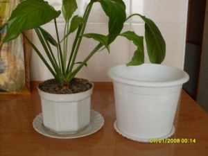 Hogyan transzplantáció Spathiphyllum (Azt remélem, hogy vissza) Hogyan transzplantáció Spathiphyllum