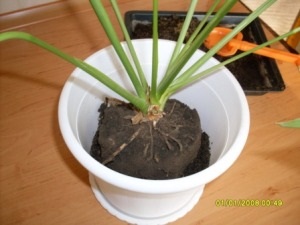 Hogyan transzplantáció Spathiphyllum (Spathiphyllum hogyan transzplantáció) Hogyan transzplantáció Spathiphyllum