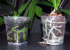 Hogyan a víz a orchideák otthoni 1