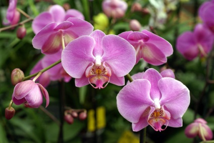 Hogyan a víz a orchideák otthoni 1