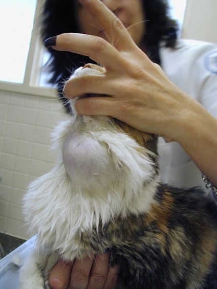 Hogy van-túlműködés macskák és kutyák tünetei és kezelése hyperthyreosis macska