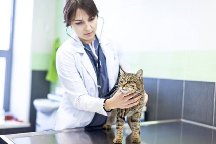 Hogy van-túlműködés macskák és kutyák tünetei és kezelése hyperthyreosis macska