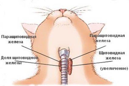 Hogy van-túlműködés macskák és kutyák tünetei és kezelése hyperthyreosis macska