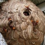 Úgy néz ki, mint egy lódarázs (fotó) (Hornet) Úgy néz ki, mint egy lódarázs (fotó)