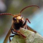Úgy néz ki, mint egy lódarázs (fotó) (Hornet) Úgy néz ki, mint egy lódarázs (fotó)