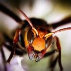 Úgy néz ki, mint egy lódarázs (fotó) (Hornet) Úgy néz ki, mint egy lódarázs (fotó)