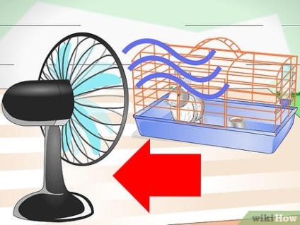 Hogyan védi a nyulat a túlmelegedéstől melegben