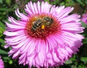 Kazetta Pavilion - Berendey egyesítjük Méhészet Forum, méhészeti