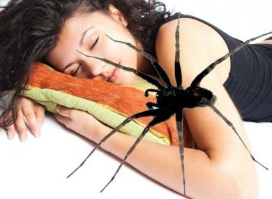 Miért álom egy pók