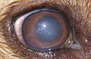 Keratoconjunctivitis kutyák - tünetek és a kezelés a száraz szem szindróma kutyák Moszkva