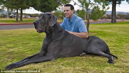 Guinness Rekordok Könyvébe a legnagyobb kutya a világon (fotók)