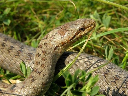 Röviden és világosan, hogyan lehet megkülönböztetni ártalmatlan kígyó vipera egy pillanat alatt (ártalmatlan) Röviden és világosan pillantásra hogyan lehet megkülönböztetni ártalmatlan kígyó vipera