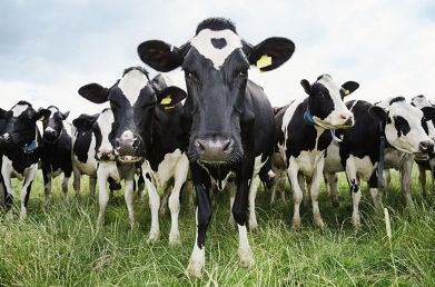 Cow támadás ember kell félni az (a tehén) Cow támadás ember kell félni a