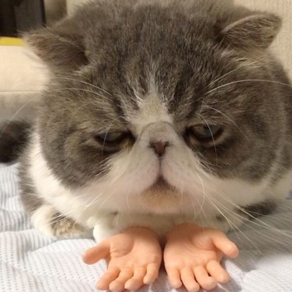 Macska emberi kéz felrobbant Twitter (cat emberi kéz által) Macska emberi kéz felrobbantotta Twitter