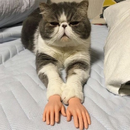 Macska emberi kéz felrobbant Twitter (cat emberi kéz által) Macska emberi kéz felrobbantotta Twitter