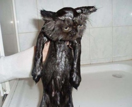 Fürödni a macska rendesen (12 fotó)