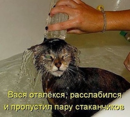 Fürödni a macska rendesen (12 fotó)