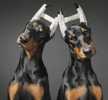 Relief fül kutyák vetklinike belanta