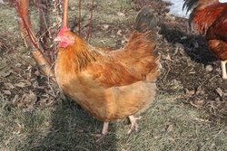 A tojótyúkok Kuczynski évfordulóját, fajta leírás, tartalom, képek, vélemény - csirke, a fórum kb (rock) A tojótyúkok Kuczynski évfordulóját, fajta leírás, tartalom, képek, vélemény - csirke, a fórum mintegy